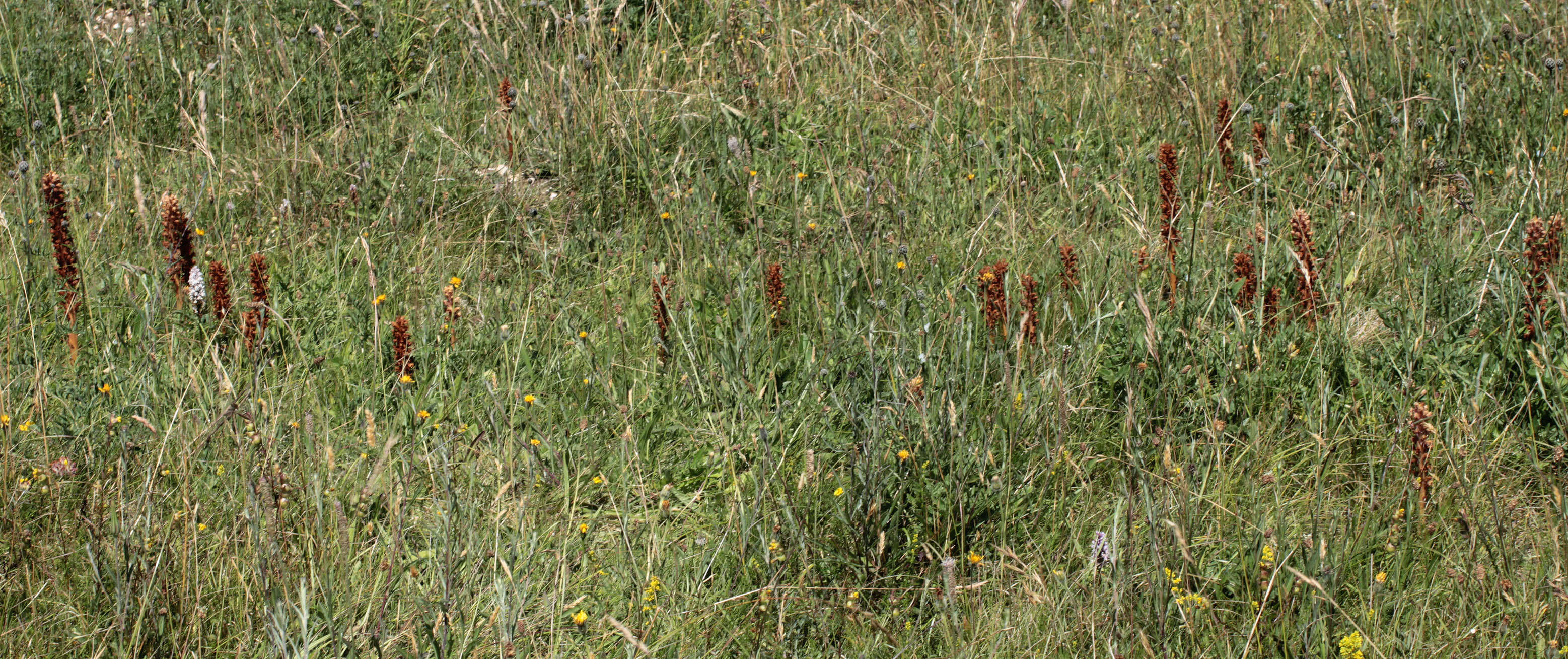 Imagem de Orobanche elatior Sutton