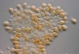 Sivun Cronartium pini (Willd.) Jørst. 1925 kuva