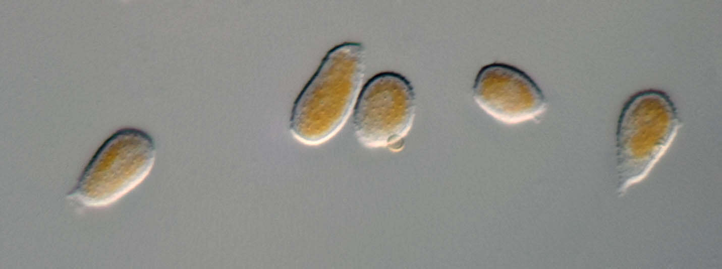 Sivun Cronartium pini (Willd.) Jørst. 1925 kuva