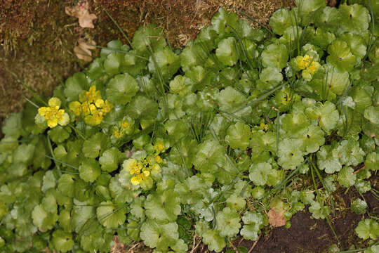 Plancia ëd Chrysosplenium alternifolium L.