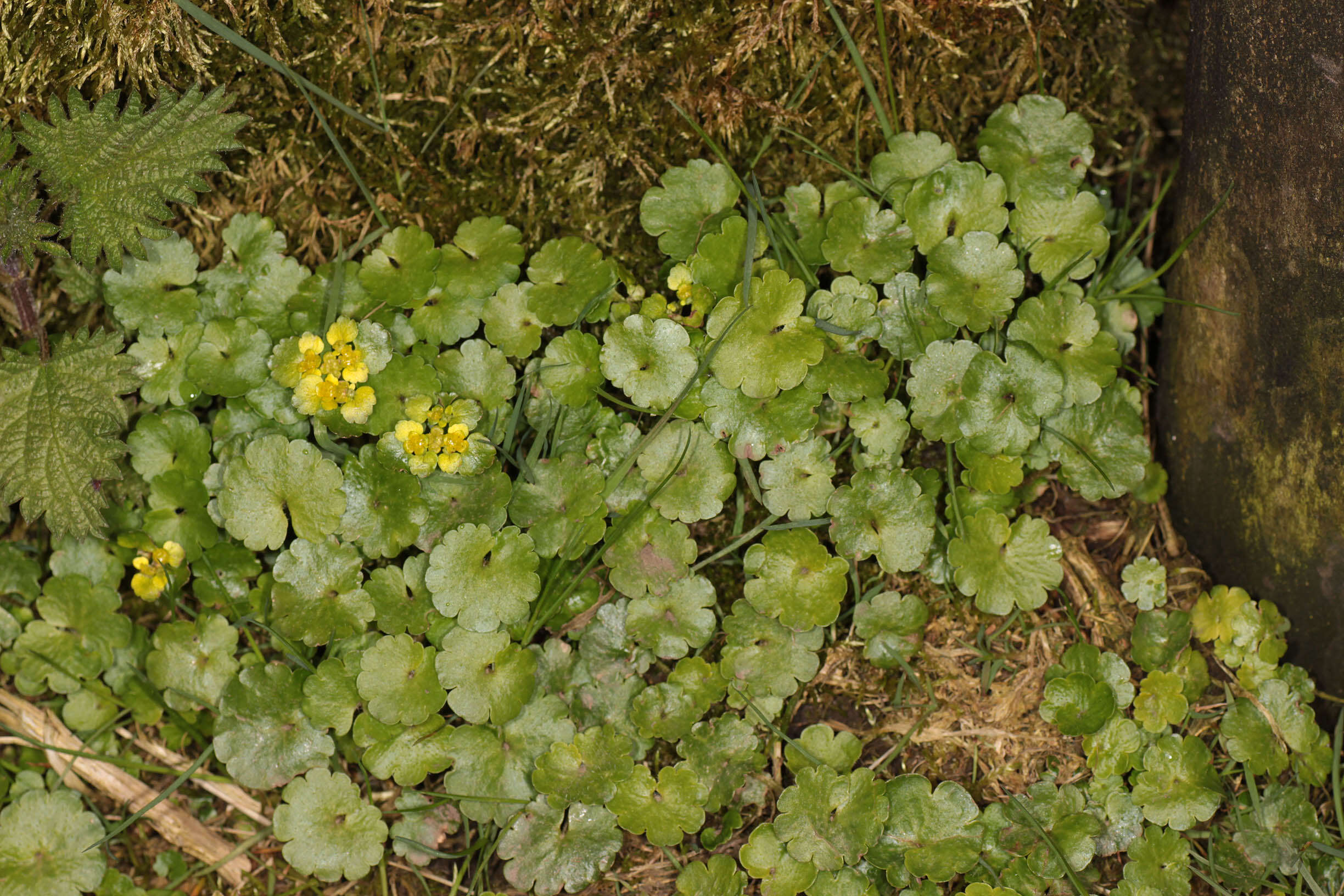 Слика од Chrysosplenium alternifolium L.