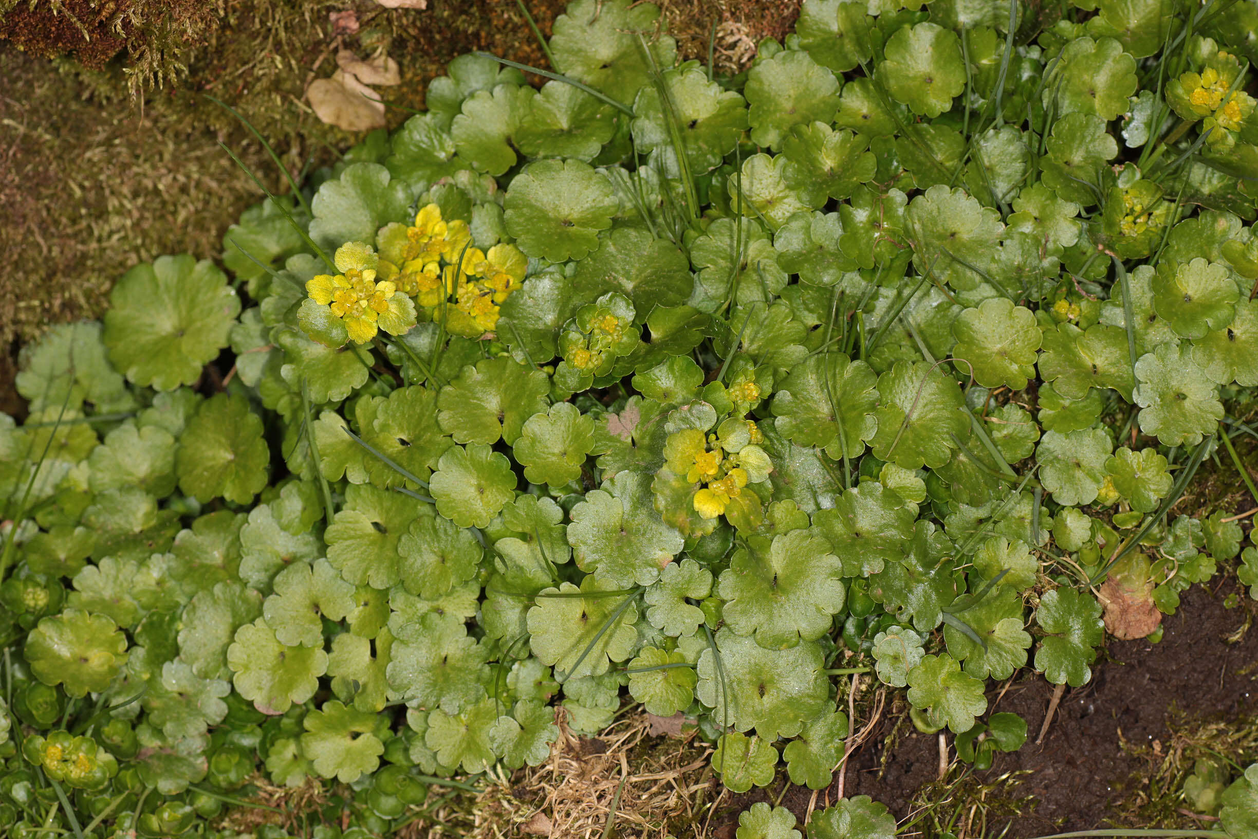 Слика од Chrysosplenium alternifolium L.