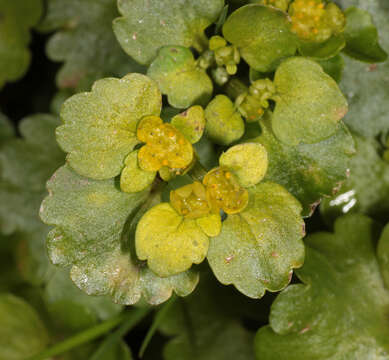 Plancia ëd Chrysosplenium alternifolium L.