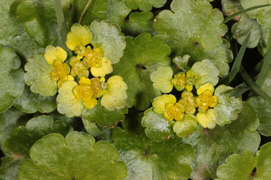 Plancia ëd Chrysosplenium alternifolium L.