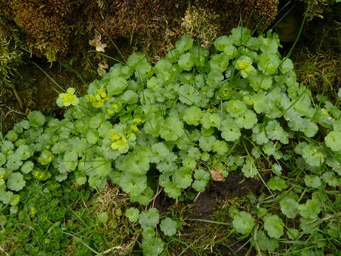 Plancia ëd Chrysosplenium alternifolium L.