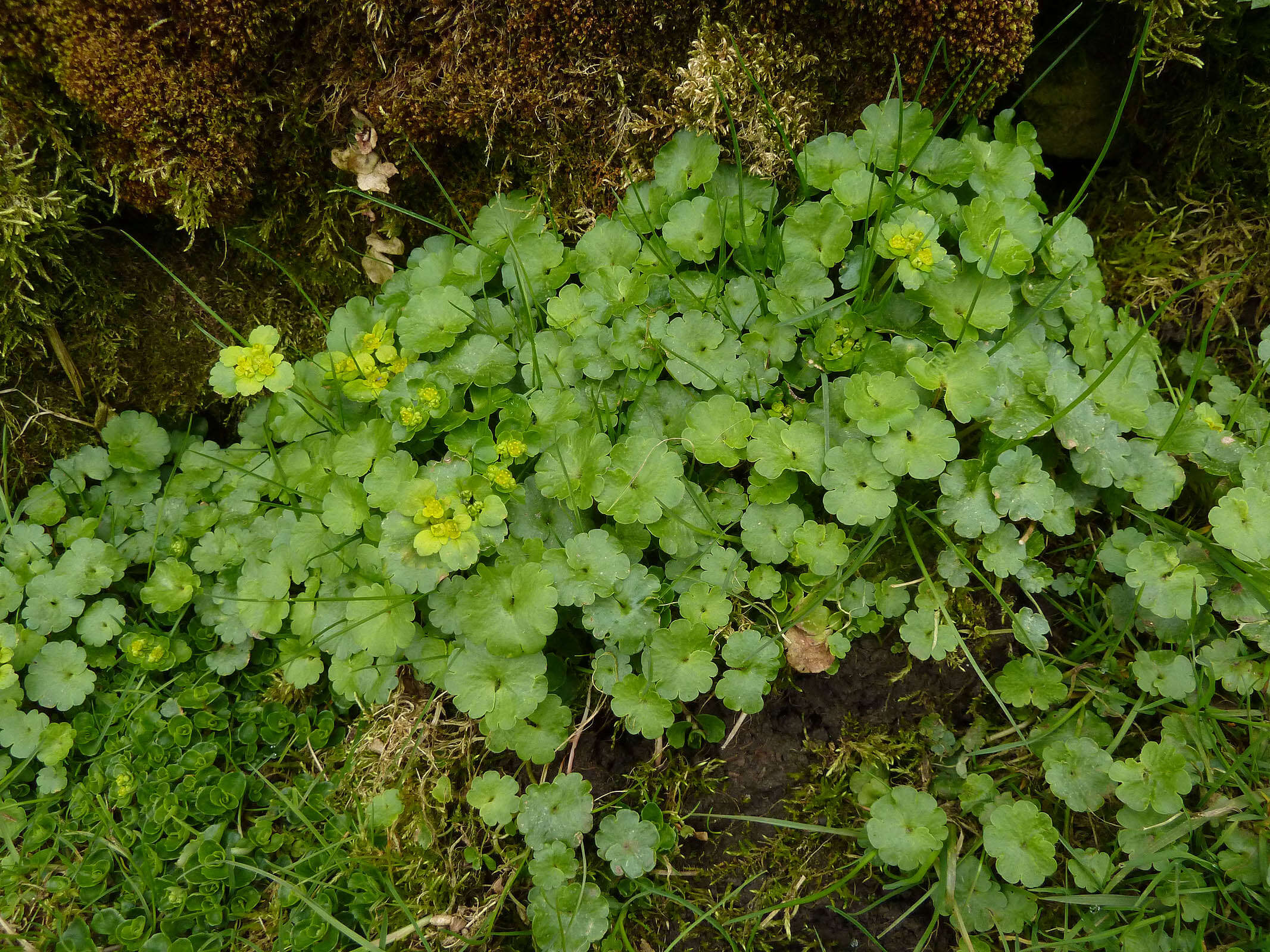 Слика од Chrysosplenium alternifolium L.