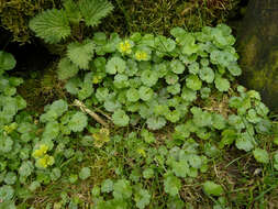 Слика од Chrysosplenium alternifolium L.