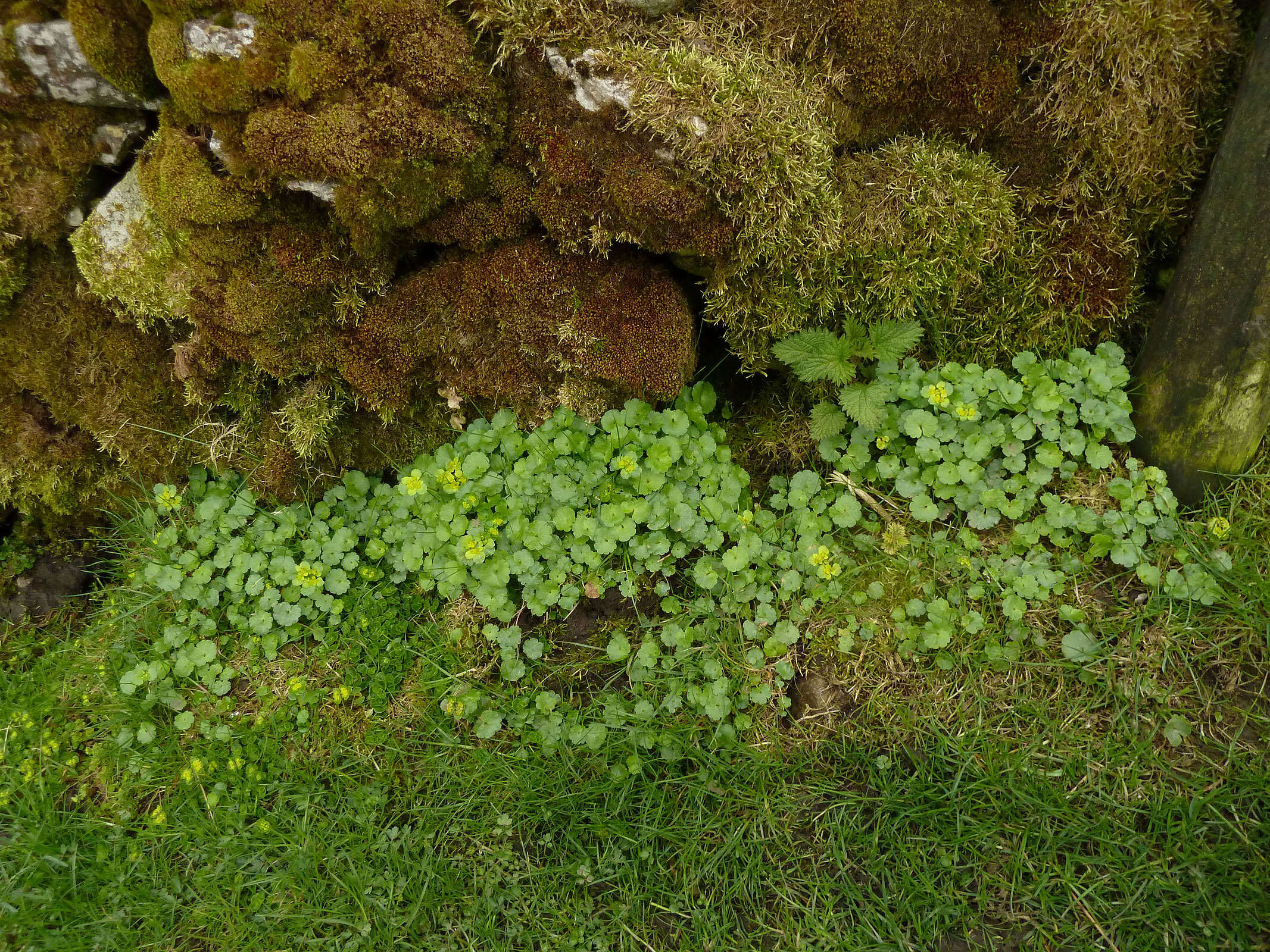 Слика од Chrysosplenium alternifolium L.