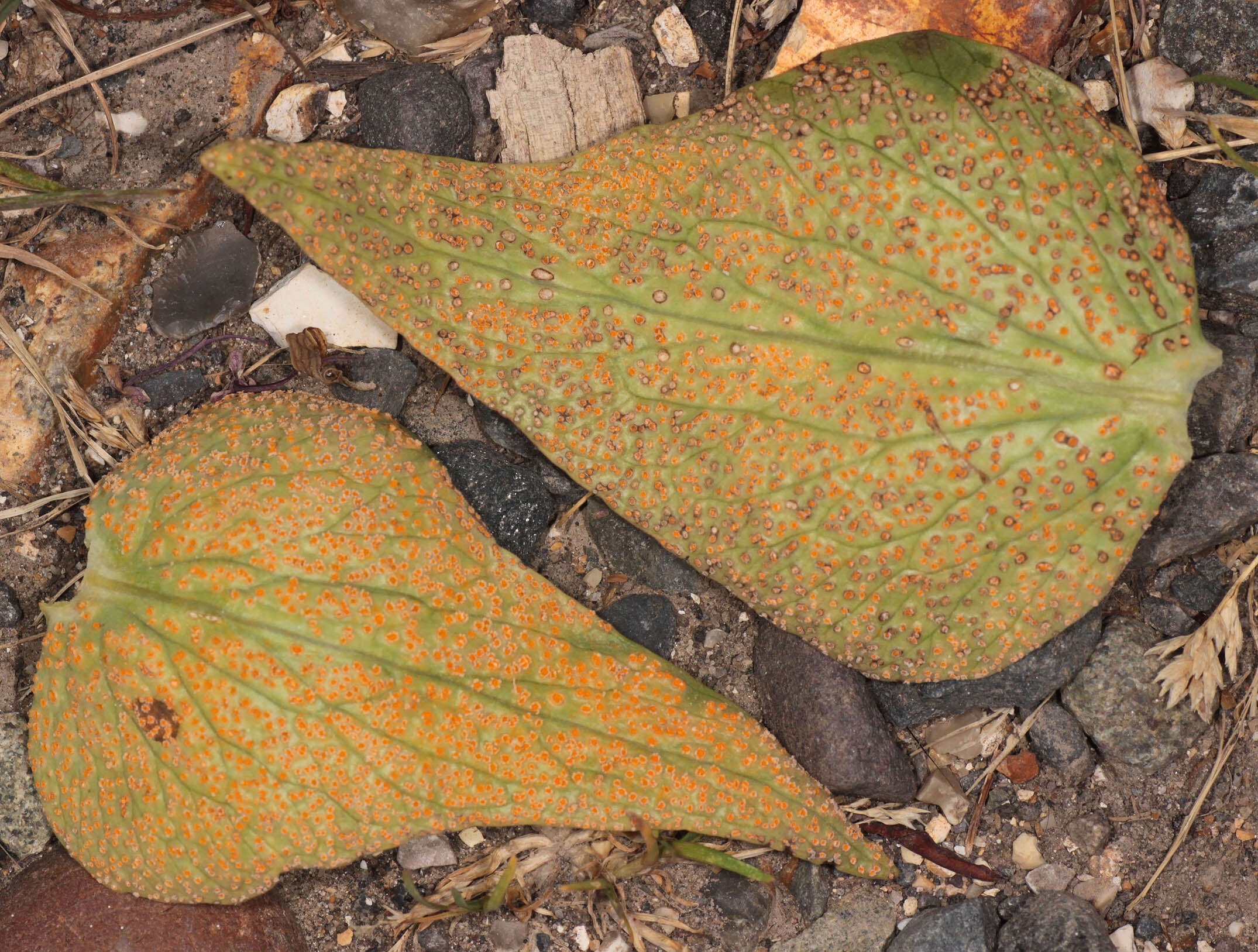 Imagem de Puccinia commutata P. Syd. & Syd. 1902