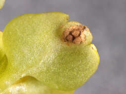 Image of Puccinia chrysosplenii Grev. 1836