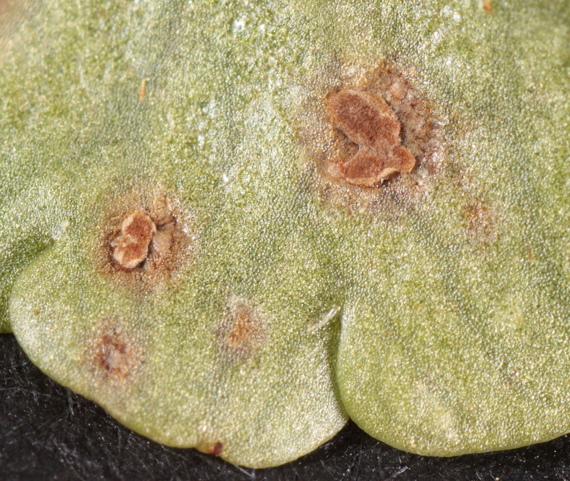 Imagem de Puccinia chrysosplenii Grev. 1836