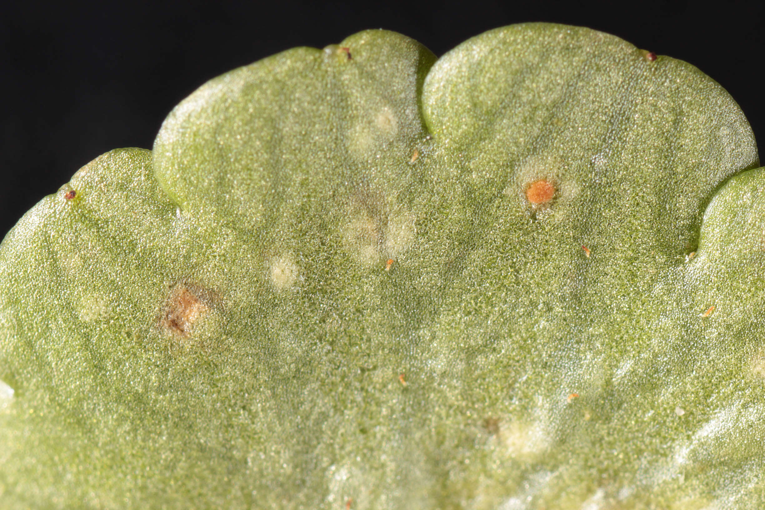 Imagem de Puccinia chrysosplenii Grev. 1836