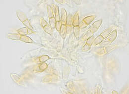 Image of Puccinia chrysosplenii Grev. 1836