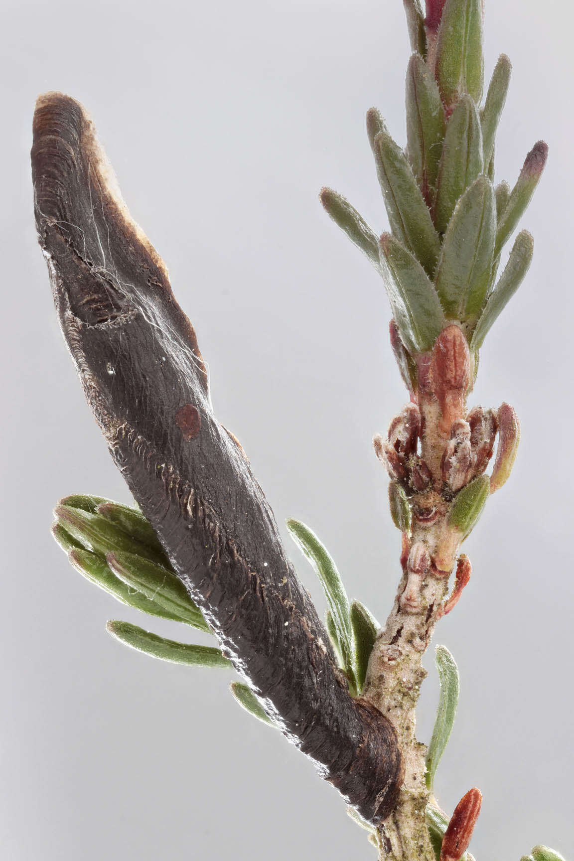 Image of Coleophora pyrrhulipennella Zeller 1839