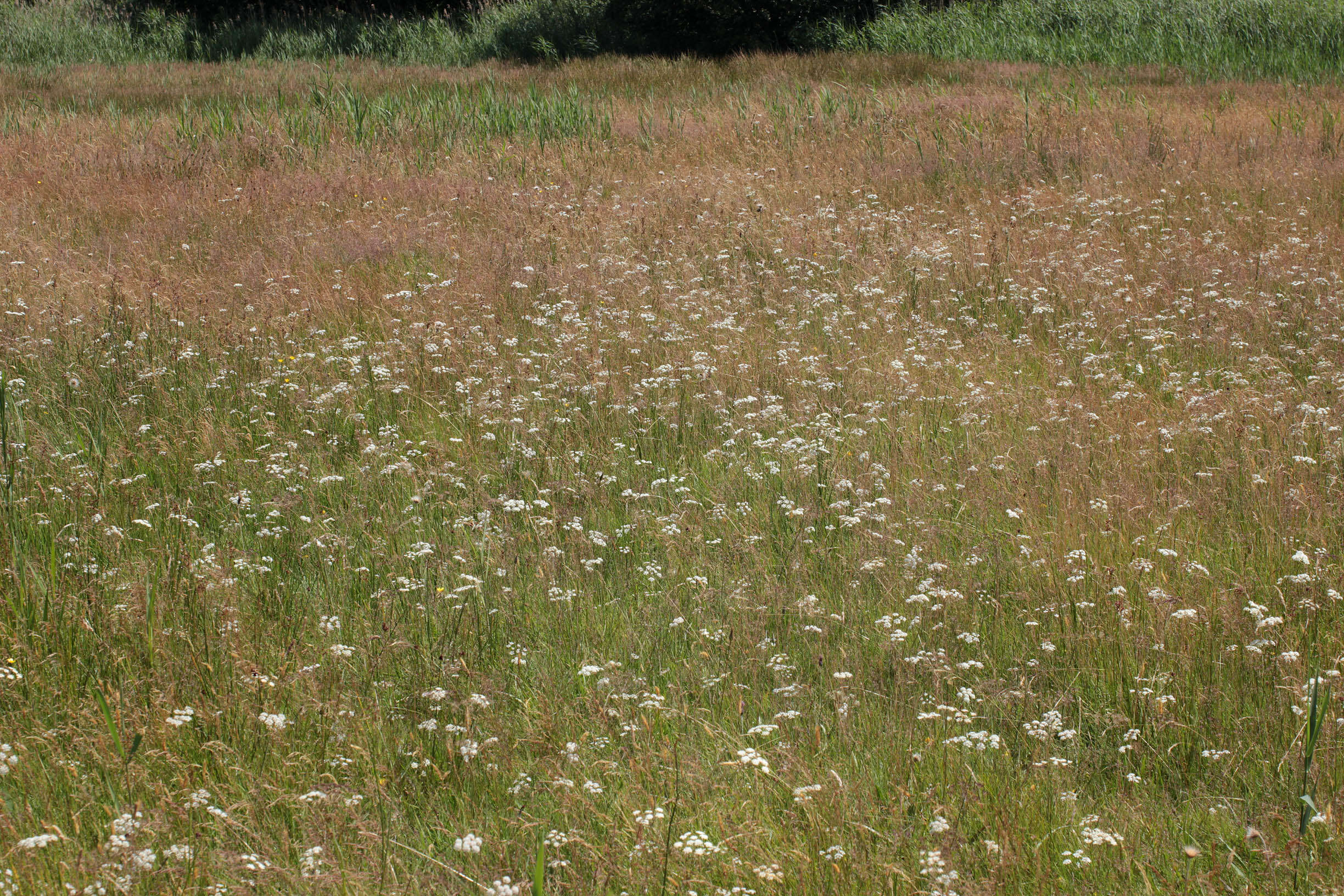 Trocdaris verticillatum (L.) Rafin. resmi