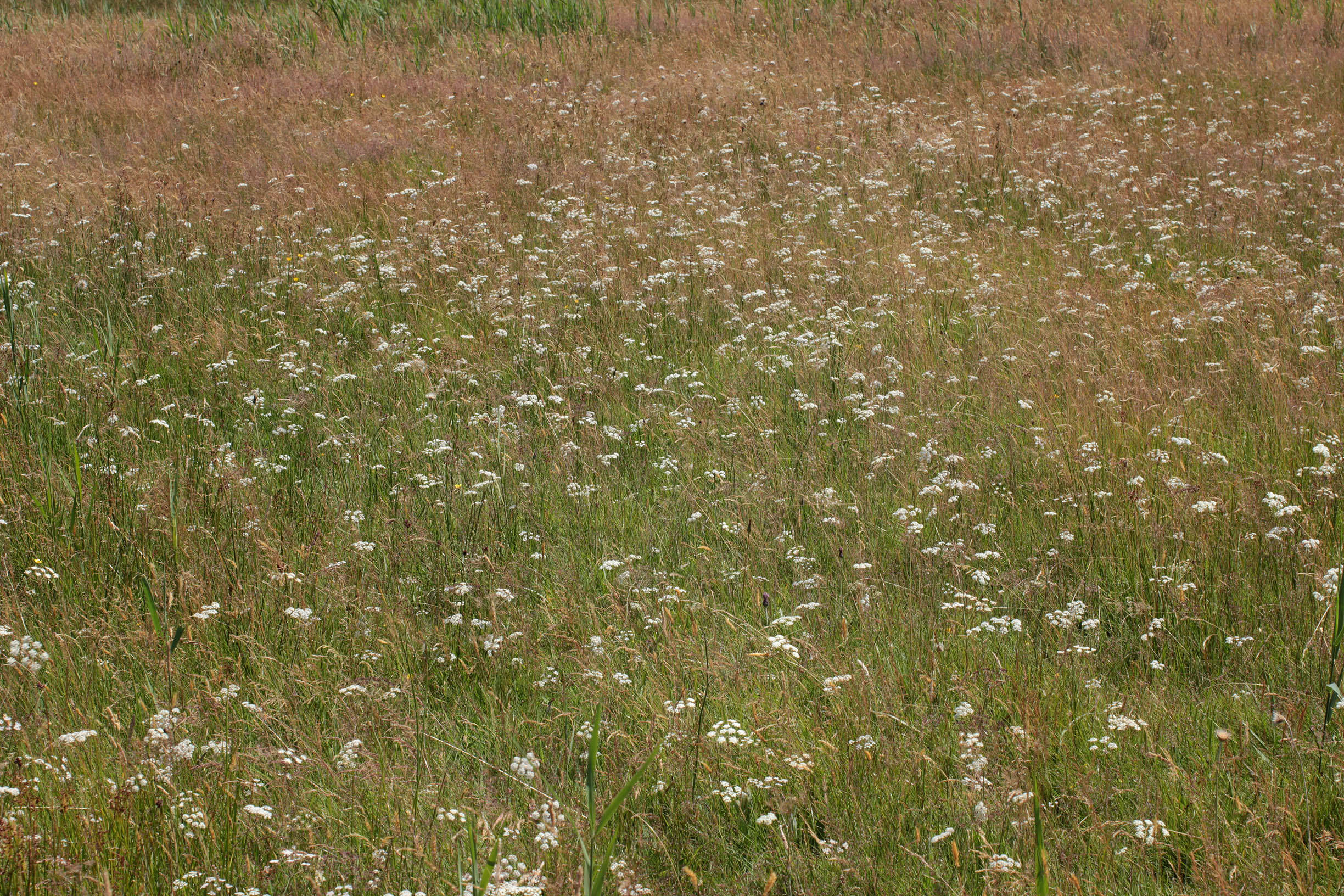 Trocdaris verticillatum (L.) Rafin. resmi