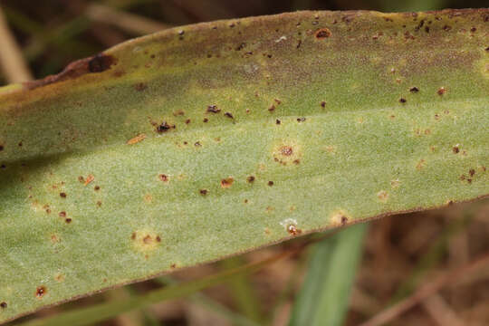 Image of Puccinia scorzonerae (Schumach.) Juel 1896