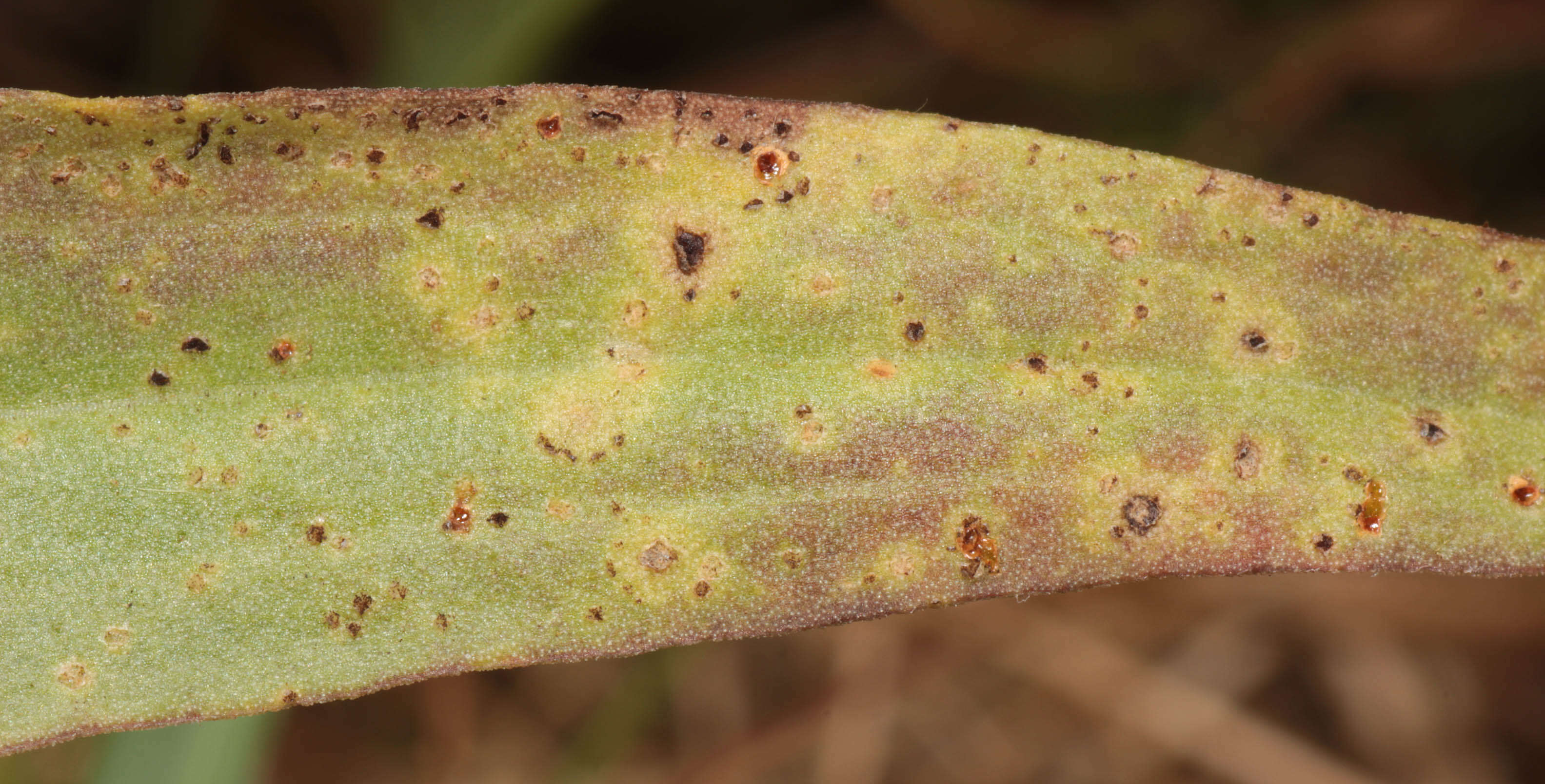 Image of Puccinia scorzonerae (Schumach.) Juel 1896