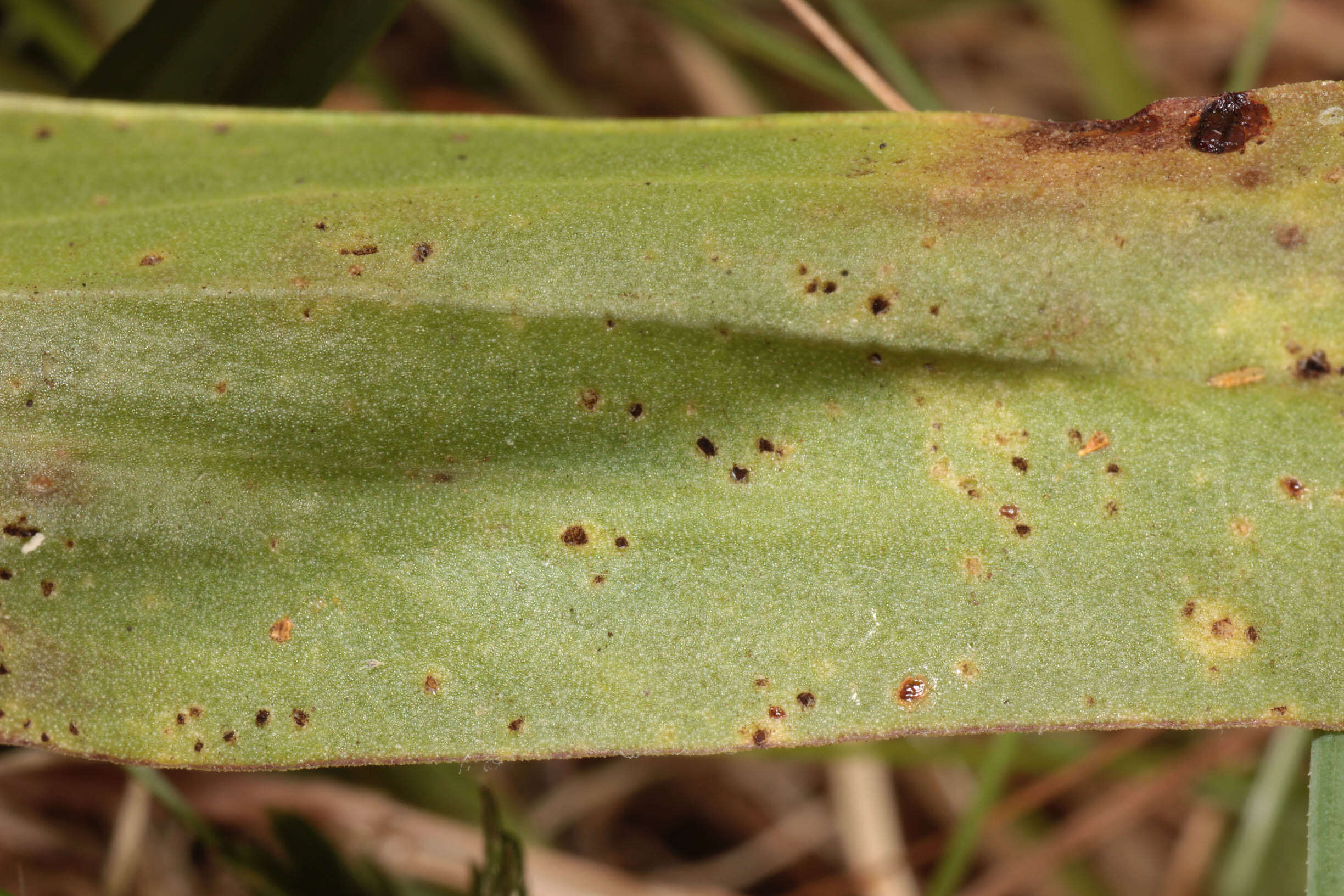 Image of Puccinia scorzonerae (Schumach.) Juel 1896