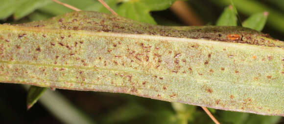 Image of Puccinia scorzonerae (Schumach.) Juel 1896