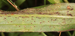 Image of Puccinia scorzonerae (Schumach.) Juel 1896