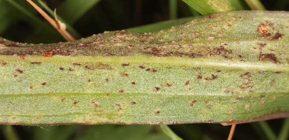 Image of Puccinia scorzonerae (Schumach.) Juel 1896