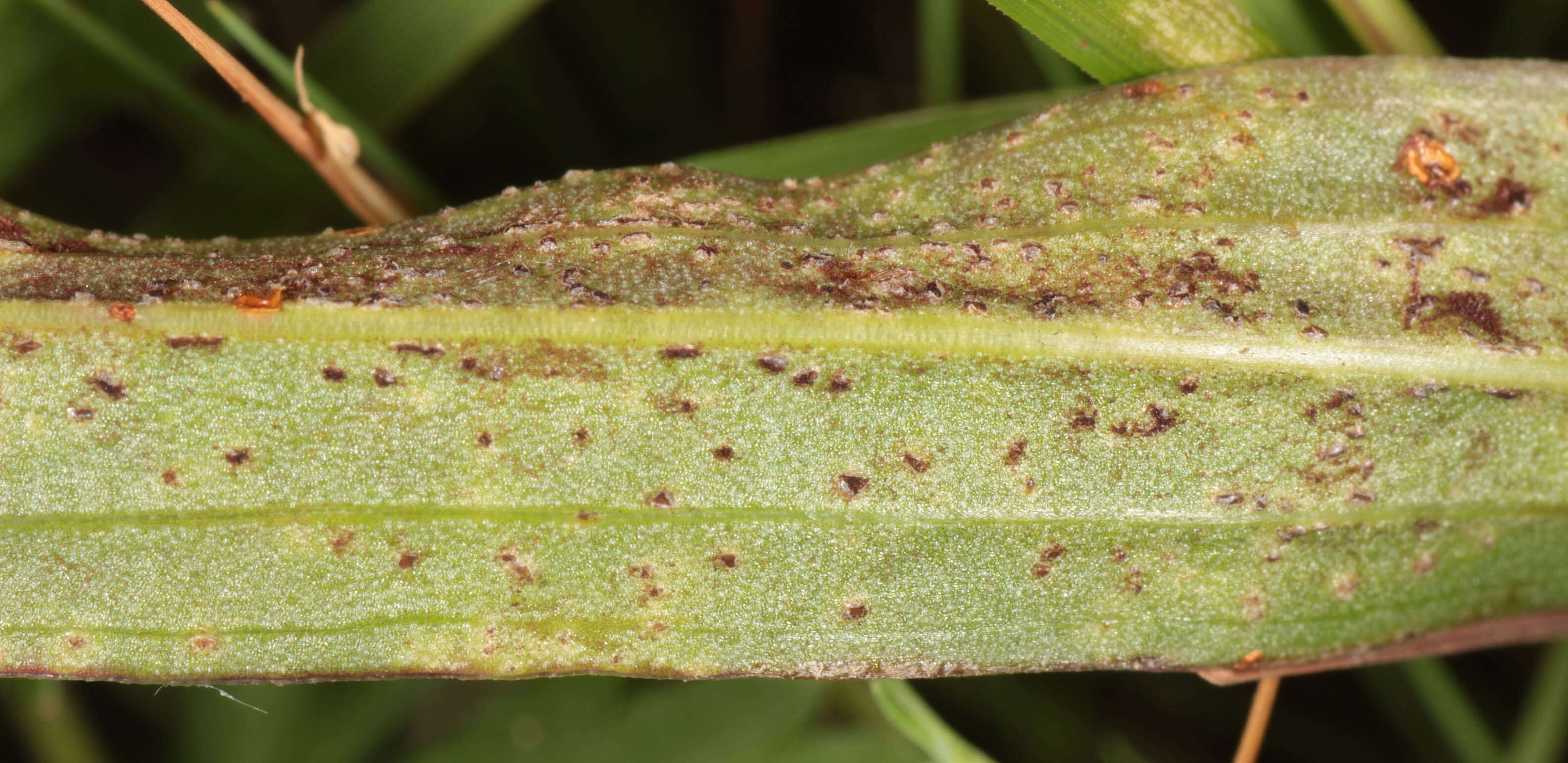 Image of Puccinia scorzonerae (Schumach.) Juel 1896