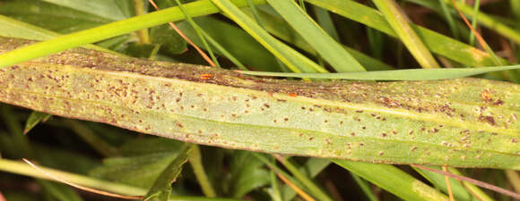 Image of Puccinia scorzonerae (Schumach.) Juel 1896