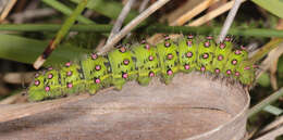 صورة Saturnia subgen. Eudia Jordan 1911