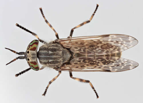 Image de Haematopota pluvialis (Linnaeus 1758)