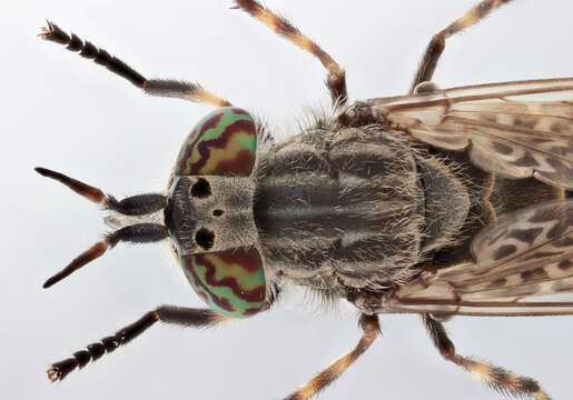 Image of common horse fly