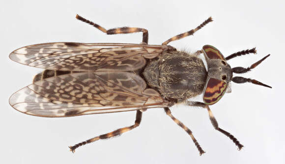 Image of common horse fly