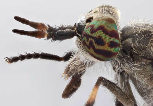 Image of common horse fly