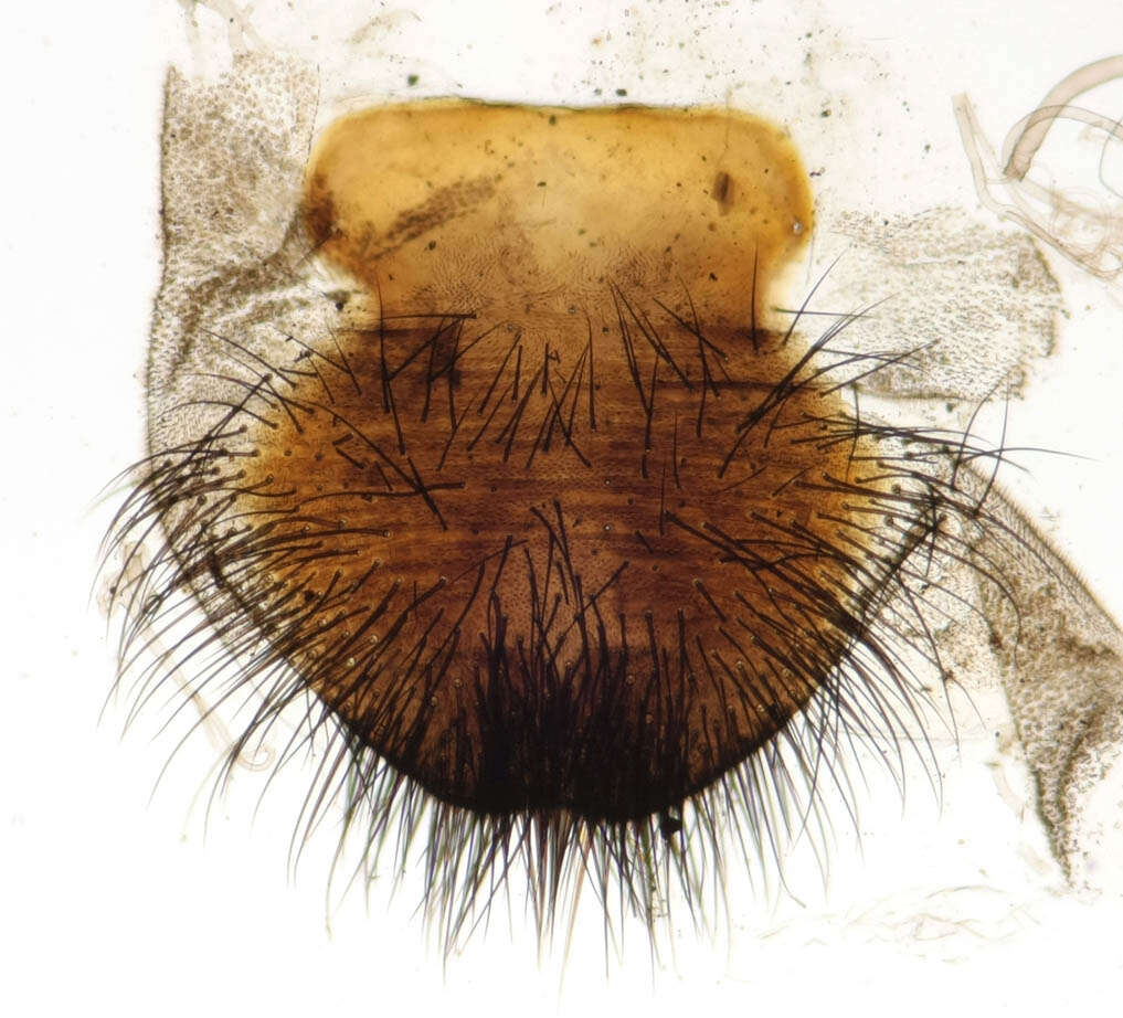 Image of Tabanus autumnalis Linnaeus 1761