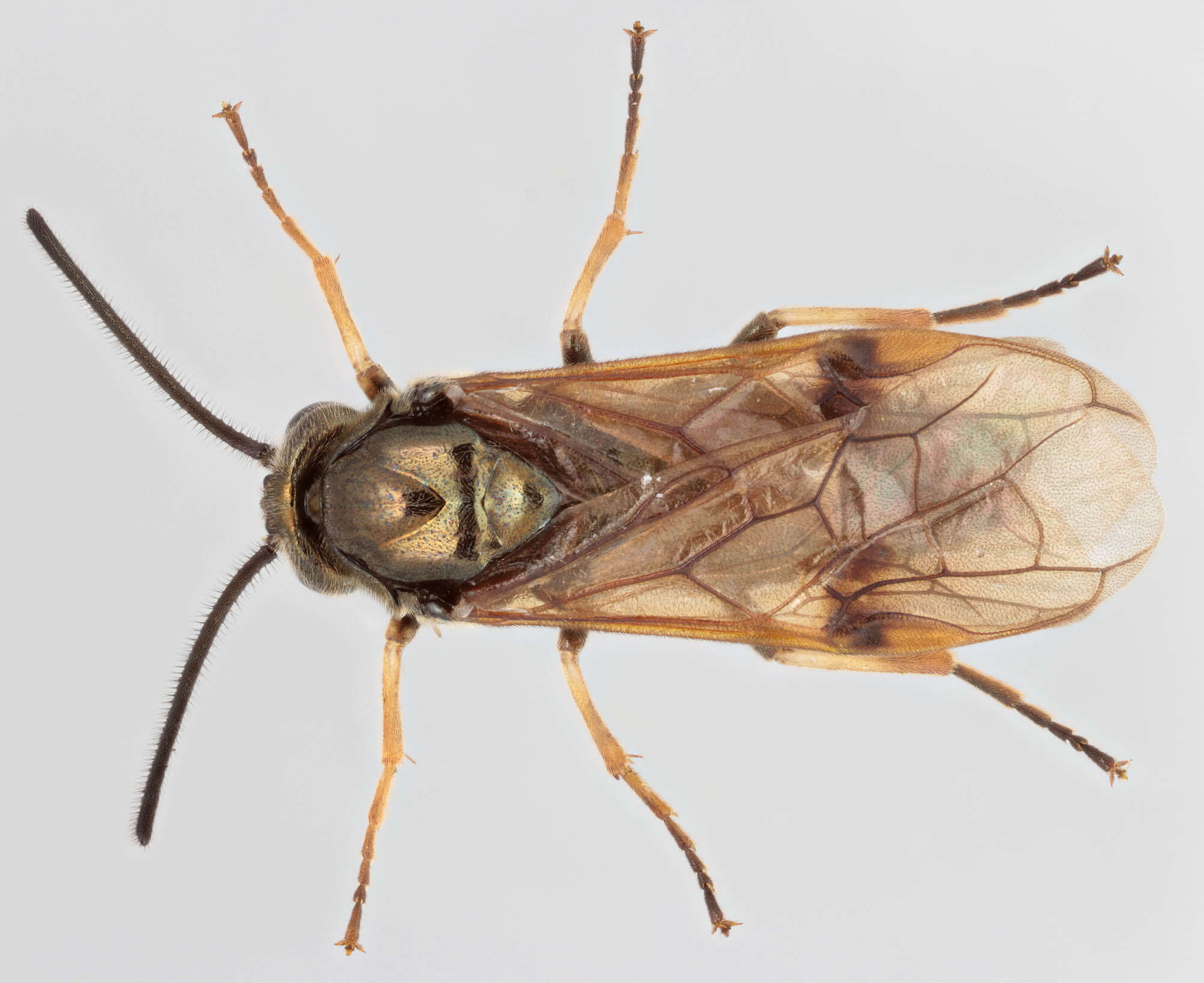 Image of Hymenoptera