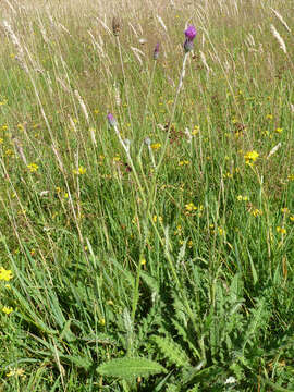 Image of meadow thistle