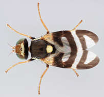 Image de Urophora quadrifasciata (Meigen 1826)