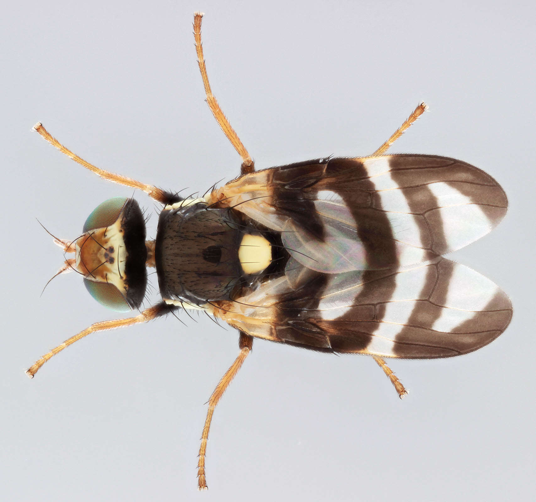 Image de Urophora quadrifasciata (Meigen 1826)