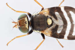 Image de Urophora quadrifasciata (Meigen 1826)