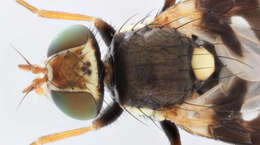 Image de Urophora quadrifasciata (Meigen 1826)