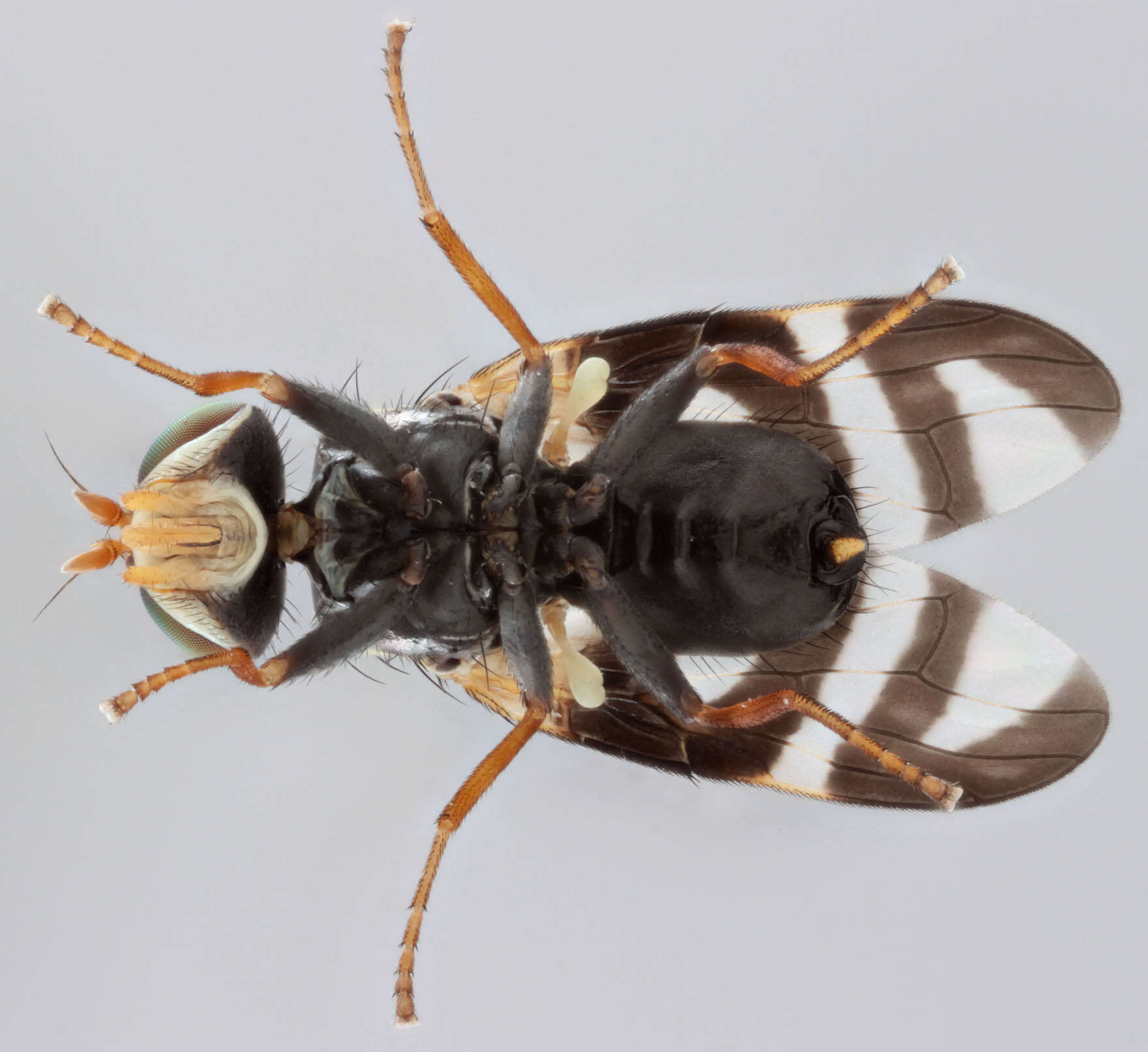 Image de Urophora quadrifasciata (Meigen 1826)