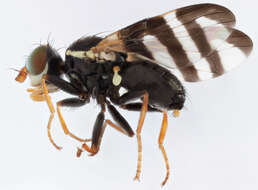 Image de Urophora quadrifasciata (Meigen 1826)