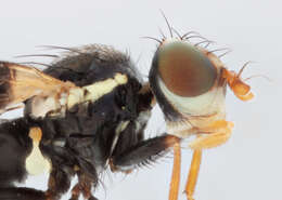 Image de Urophora quadrifasciata (Meigen 1826)