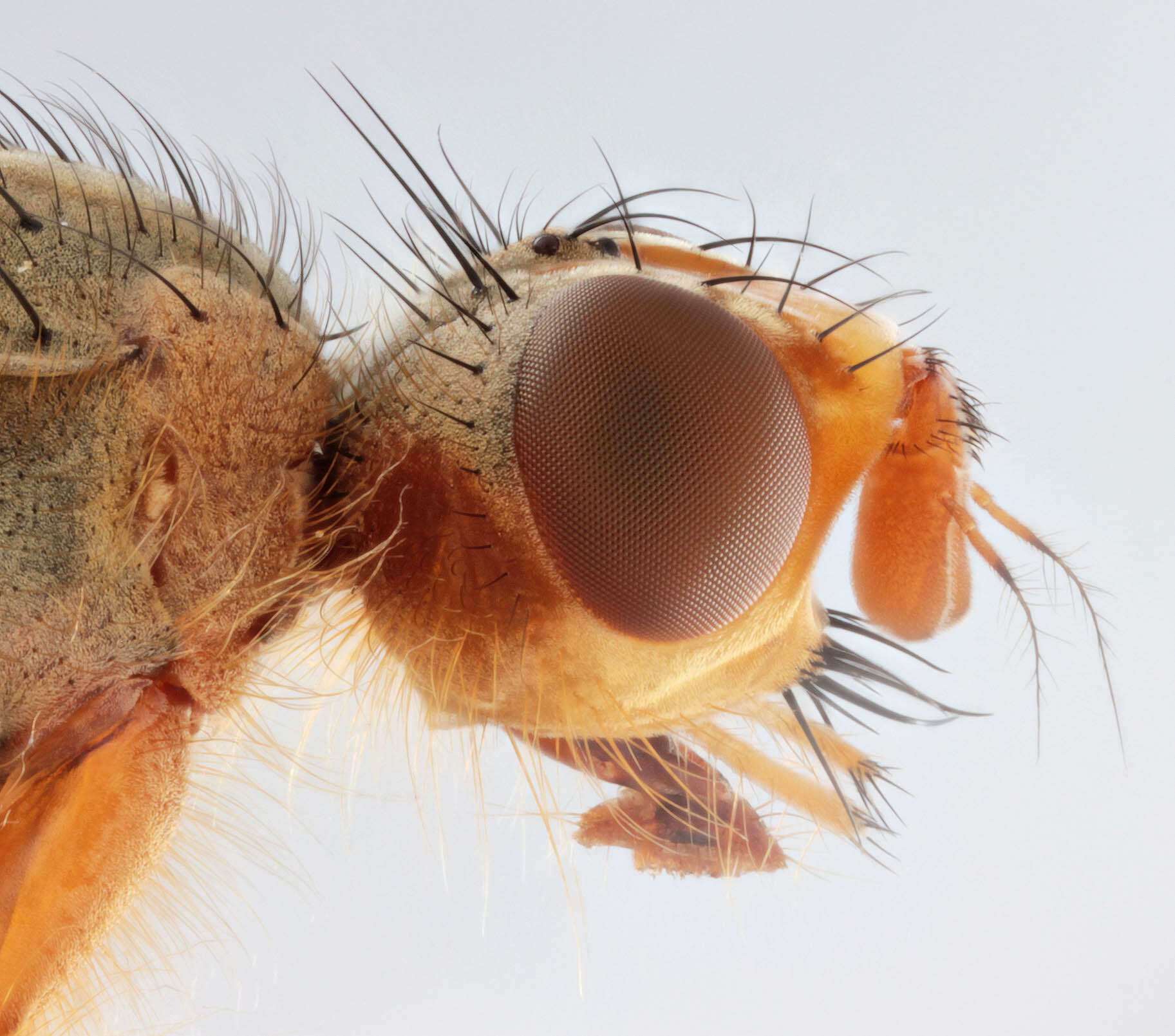 Слика од Scathophaga scybalaria (Linnaeus 1758)