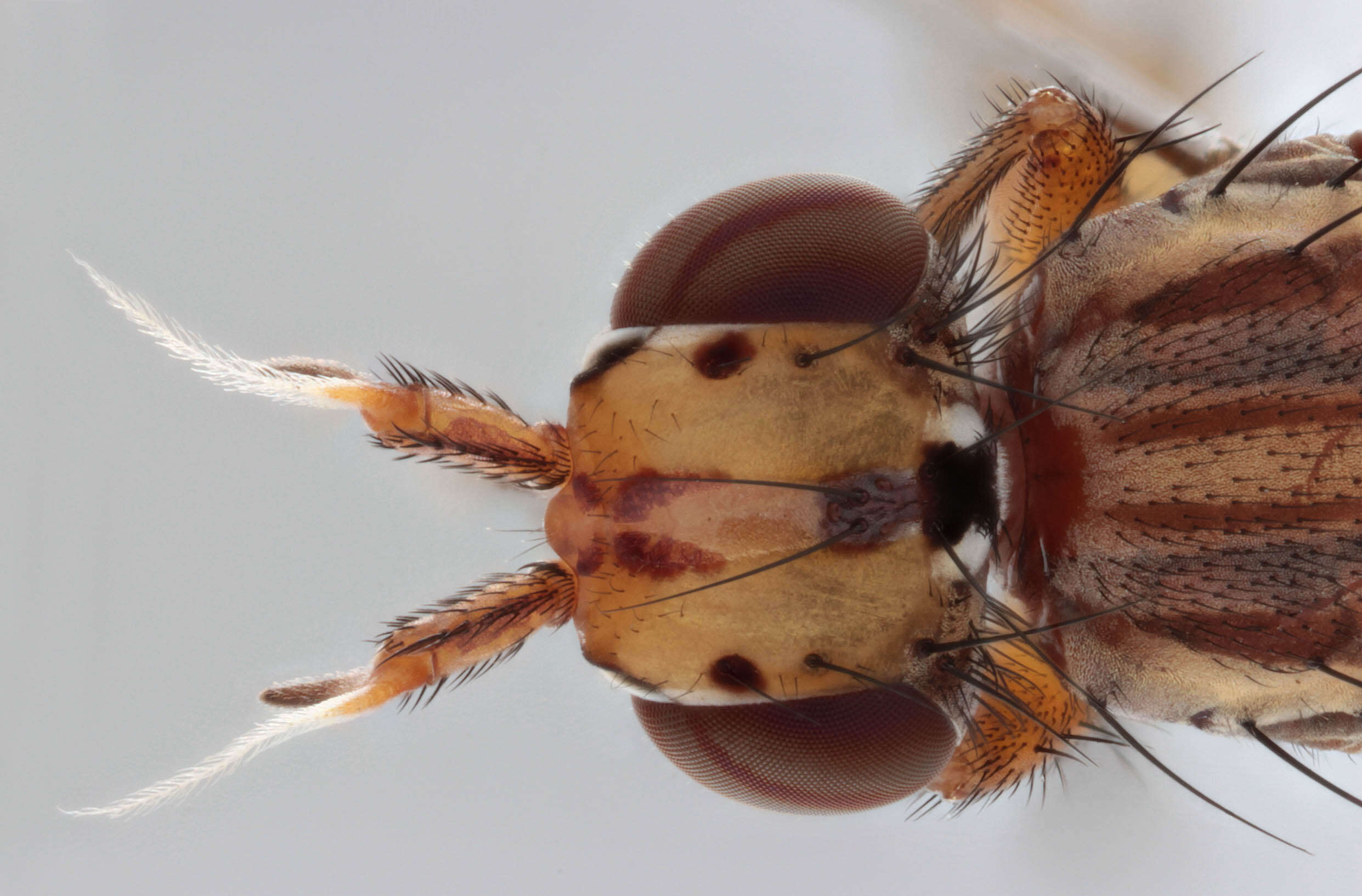 Image de Limnia unguicornis (Scopoli 1763)