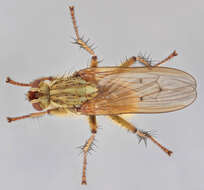 Image of Scathophaga stercoraria (Linnaeus 1758)