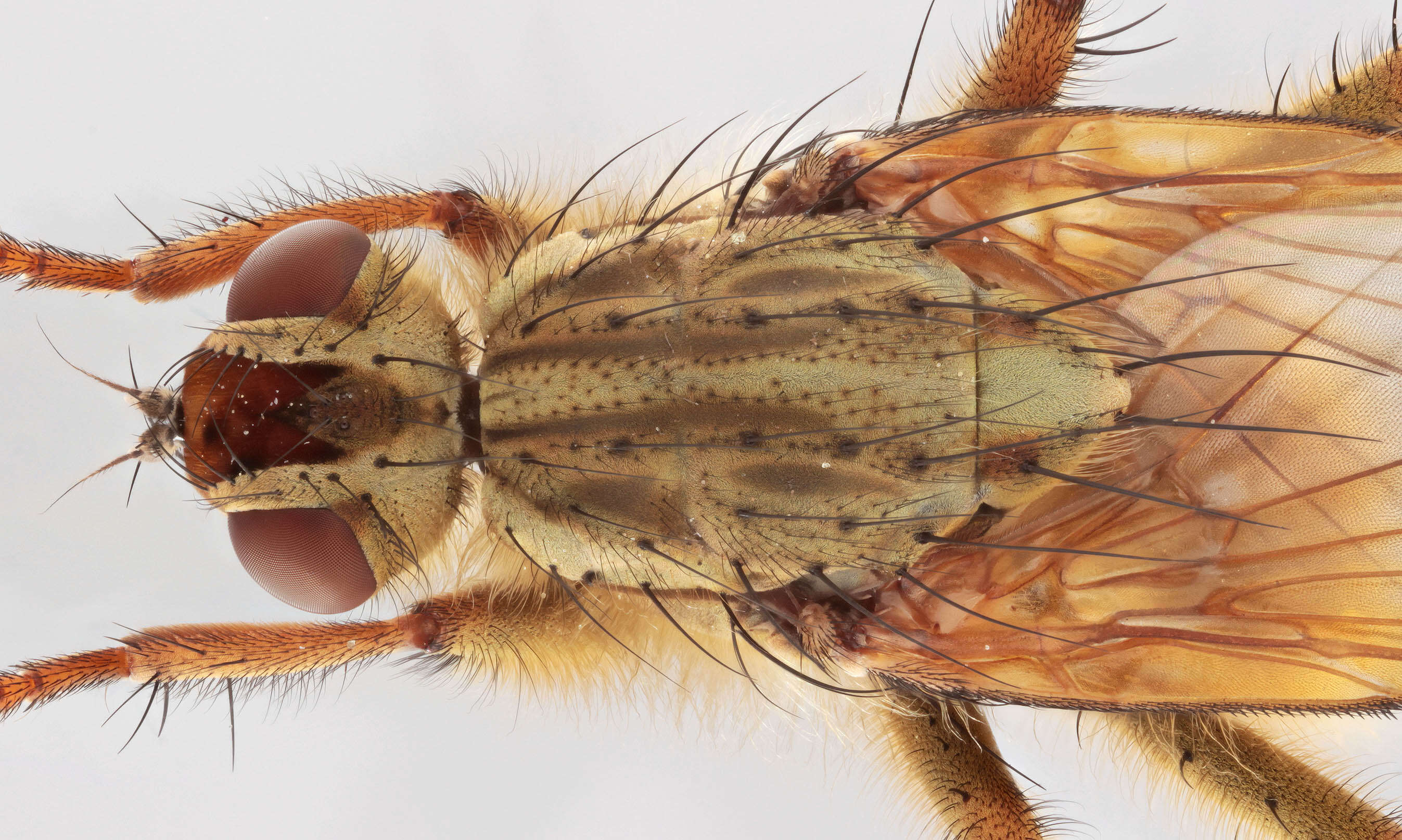 Image of Scathophaga stercoraria (Linnaeus 1758)