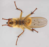 Image of Scathophaga stercoraria (Linnaeus 1758)