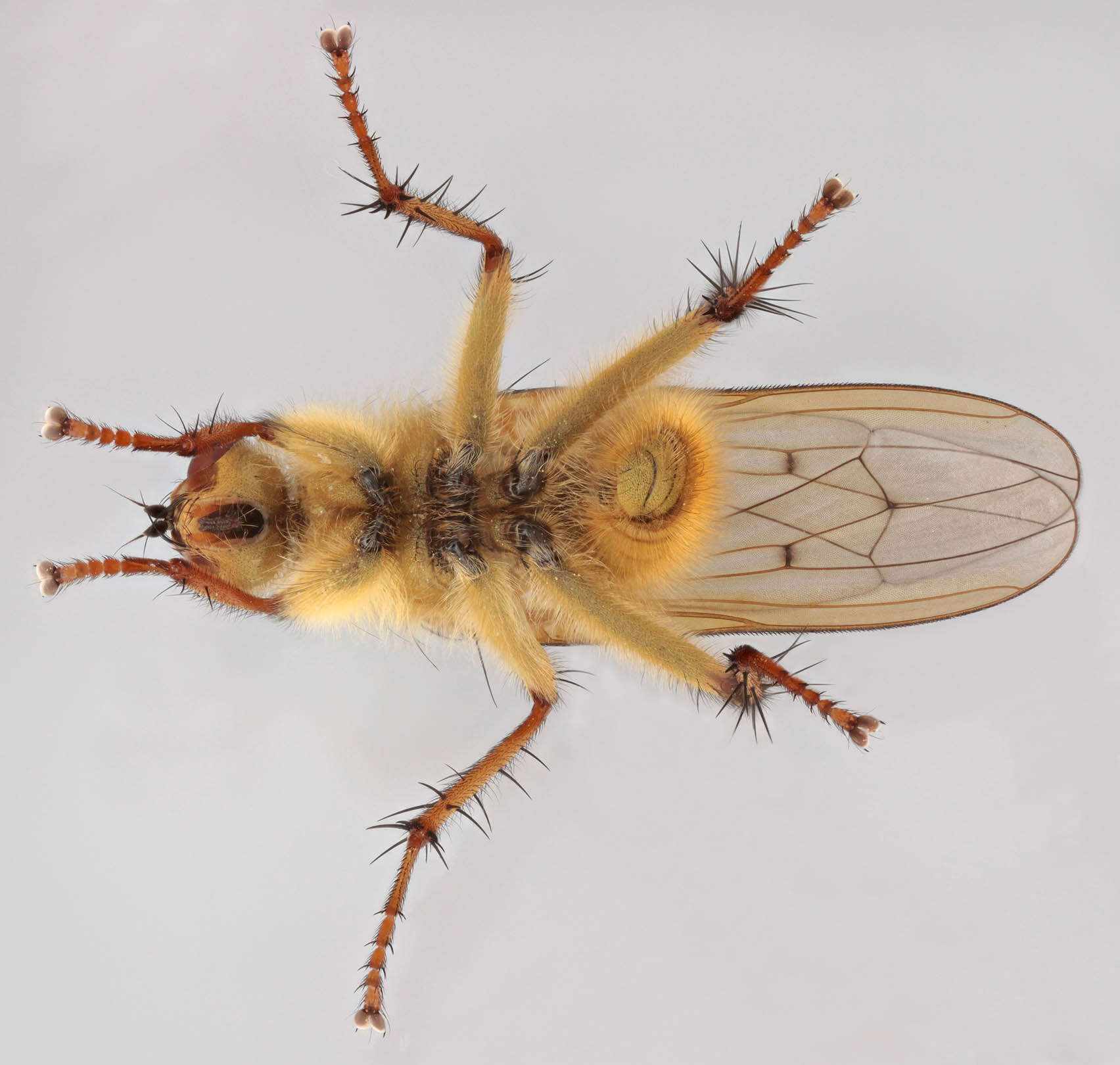 Image of Scathophaga stercoraria (Linnaeus 1758)