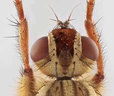 Image of Scathophaga stercoraria (Linnaeus 1758)